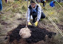 Student kneeling down while planting a tree.