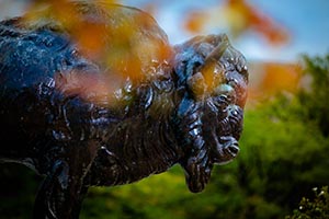 Side view of a statue of a bison with blurry fall leaves in front.